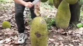 Jackfruit Harvest - Part 3