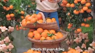 Fresh citrus fruit - Part 4