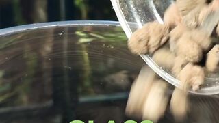 Creating an ecosystem terrarium for tiny bugs