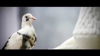 Rajpal Yadav Best Comedy Scene 3