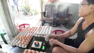 Source ng Brown Eggs sa Quezon, Isabela _ Maju Integrated Farm Visit _ 600+ Brown Eggs Harvest Daily