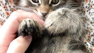 "À la Rencontre des Félins Domestiques : Tout sur les Chats"
