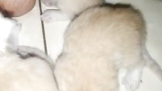 Kitten gemoy
