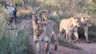 Terrible fight between lions and camels