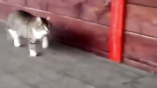 fun with animals 3