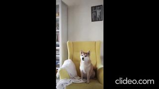 FUNNY DOGS 2023