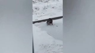 FUN WITH ANIMALS TO TEARS
