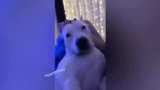 FUN WITH ANIMALS TO TEARS 2