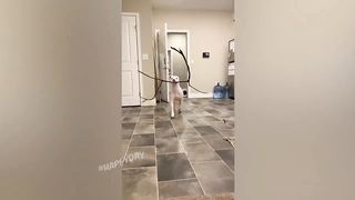 Funny animals 112