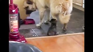 Funny animals to tears videos with cats