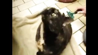 Funny animals to tears video