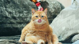 Funny animals to tears video 2