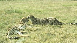 "L'Énigme du Léopard de la Jungle"