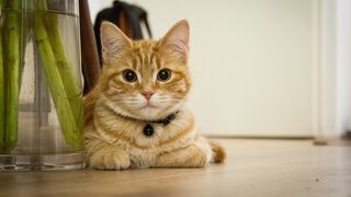 Funny animals to tears video 3