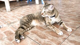 "Chats Adorables : Moments Magiques et Miaulements Mignons"