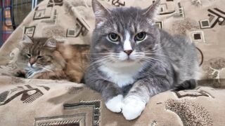 "Rire et Sourires : Les Chats les Plus Drôles du Monde"