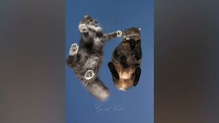 Funny animals to tears video 4