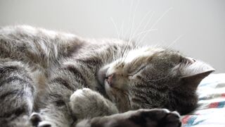 "Le Royaume des Chats : Explorations Félines"