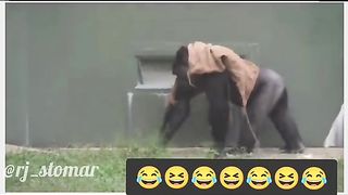 Funny Monkey Viral Video 8