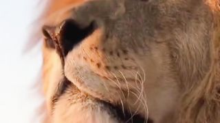 Be a King | Nature View | Relaxing Video | Calm and Relax | #nature #febspot