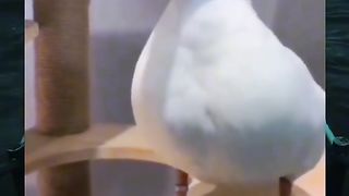 the duck laughed at the donkey, but ...