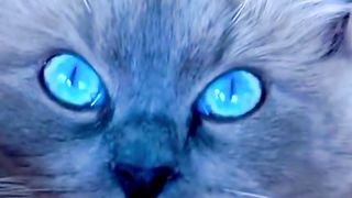 Beautiful Blue Eye Cat | Amazing Nature | Relaxation | Scenery | 4K Nature