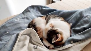 "Chats Mignons et Curieux : Leur Vie et Leurs Secrets"
