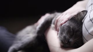 "Chats : Amis, Compagnons, et Plus Encore"