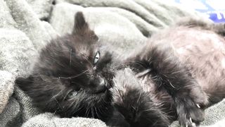 "Les Chats dans tous leurs États : Comportement et Anecdotes"