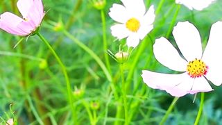 Amazing Sweet Flowers | Relaxing Environment | Peaceful View | #nature #febspot
