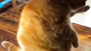 Funny | Cat Capers: The Hilarious World of Garfield | FunFM