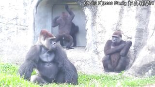 Funny | Jungle Jokers: These Baby Gorillas Throwin' Hands! | FunFM