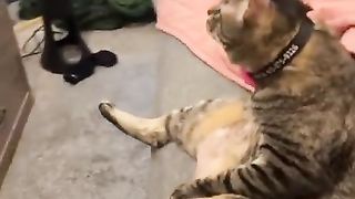 Funny | Couch Comedy: Don't Bother Me, I'm Watching My Program | FunFM