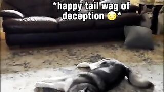 Funny | Furry Escapes: Fluff Outta Here! | FunFM