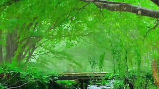 Forest 3