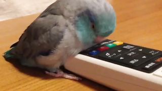 A parakeet that never leaves the remote control