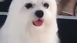 dog with interesting coat