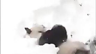 Panda playing in the snow
