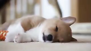 puppy sleeping soundly