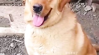 #dogs that can understand the shit shoveling officer #dog funny video #