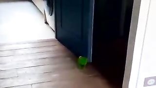 FUNNIEST PARROT