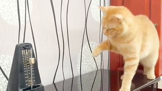 FunnyCat funniest animals videos Funny animals
