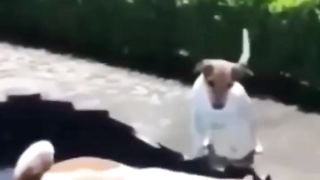 Funny Cat & Dog Videos 3