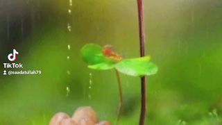 Viral Video 3