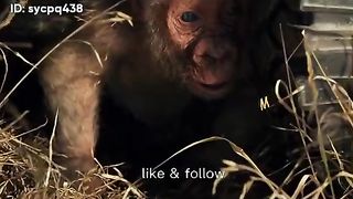 Hollywood Animal Making Movie Scene