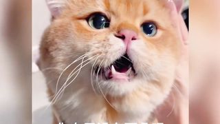 part 1 #cats can have any bad thoughts #cat confusive behavior # funny video