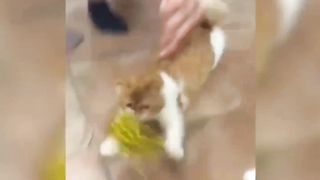 part 2 #cats can have any bad thoughts #cat confusive behavior # funny video