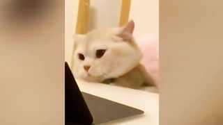Laugh to tears Funny animals Jokes