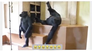 Funny Monkey Viral Video 9