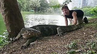 Giant MONITOR LIZARD...Under the tree.